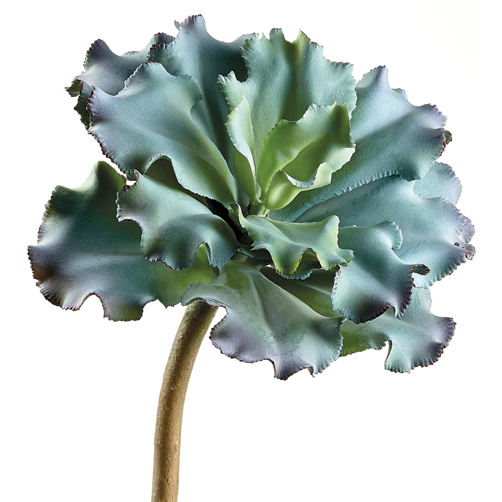 Blue Green Ruffled Echeveria Pick